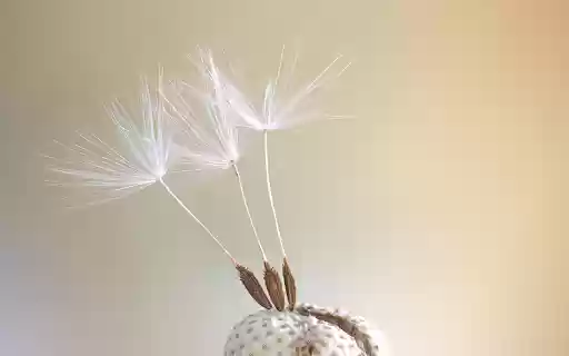 Seeds bloom  from Chrome web store to be run with OffiDocs Chromium online