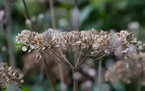 Seeds on the tree  from Chrome web store to be run with OffiDocs Chromium online