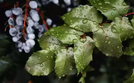 selective focus shot dew covered green leaves forest  from Chrome web store to be run with OffiDocs Chromium online