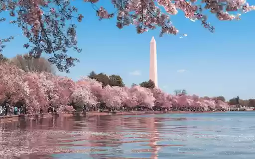 Serene Sakura from Chrome web store to be run with OffiDocs Chromium online Serene Sakura from Chrome web store to be run with OffiDocs Chromium online