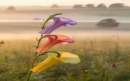 Shape into three trumpet shaped flowers  from Chrome web store to be run with OffiDocs Chromium online