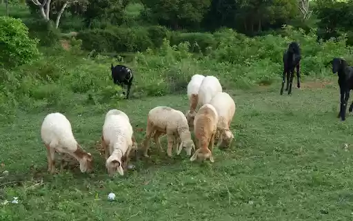 Sheep and goats  from Chrome web store to be run with OffiDocs Chromium online