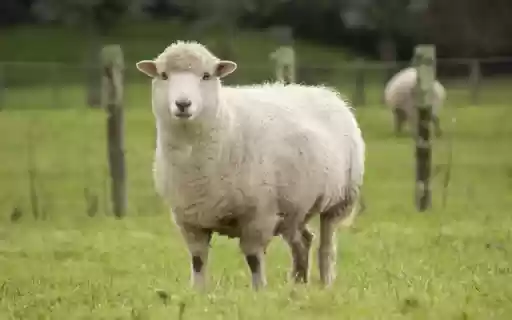 Sheep: The Gentle and Valuable Farm Animal  from Chrome web store to be run with OffiDocs Chromium online