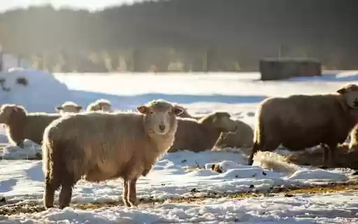 SHEEP Theme  from Chrome web store to be run with OffiDocs Chromium online