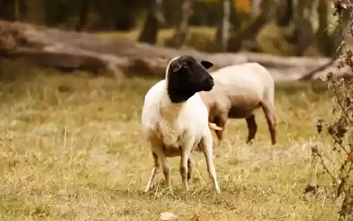 Sheep trimmed their feathers  from Chrome web store to be run with OffiDocs Chromium online