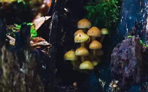 Shiny golden baby mushrooms  from Chrome web store to be run with OffiDocs Chromium online