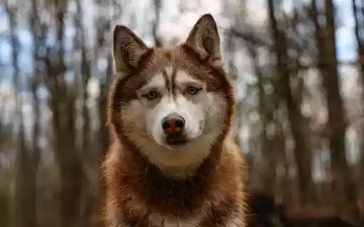 Siberian Husky in the Woods  from Chrome web store to be run with OffiDocs Chromium online