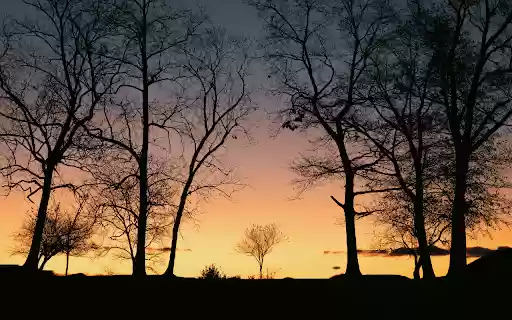 Silhouette of Bare Trees During Sunset  from Chrome web store to be run with OffiDocs Chromium online