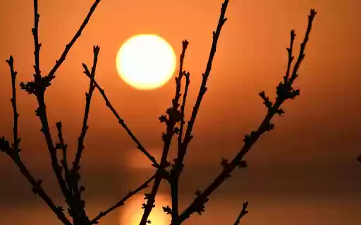Silhouette of Branches during Sunset  from Chrome web store to be run with OffiDocs Chromium online