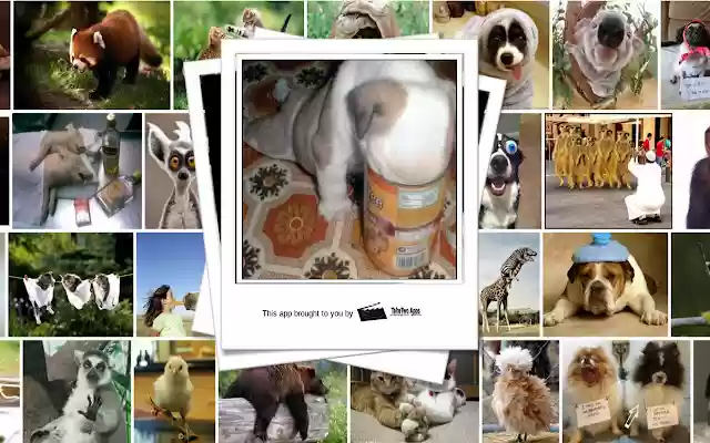 Silly Animal of the Day  from Chrome web store to be run with OffiDocs Chromium online