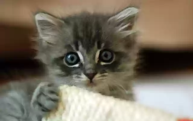 Simple clock  from Chrome web store to be run with OffiDocs Chromium online Simple clock  from Chrome web store to be run with OffiDocs Chromium online