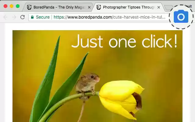 Simple Screenshot  from Chrome web store to be run with OffiDocs Chromium online