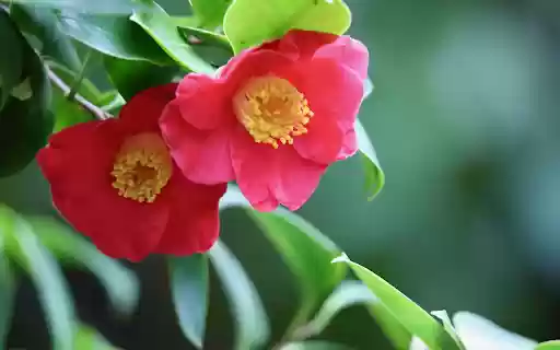 Single black tea to welcome spring  from Chrome web store to be run with OffiDocs Chromium online