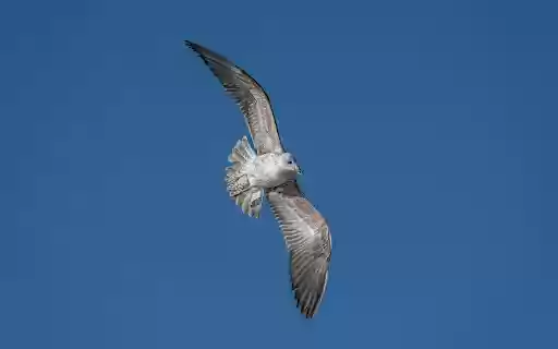 Skybound Seagull  from Chrome web store to be run with OffiDocs Chromium online