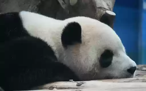 Sleeping Panda  from Chrome web store to be run with OffiDocs Chromium online