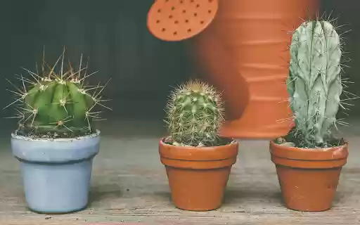 Small Cactus Pots  from Chrome web store to be run with OffiDocs Chromium online