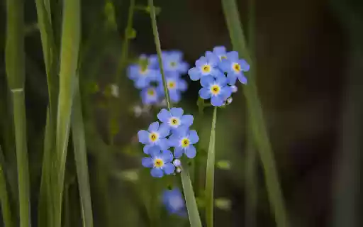 Small Five Petal Flower  from Chrome web store to be run with OffiDocs Chromium online