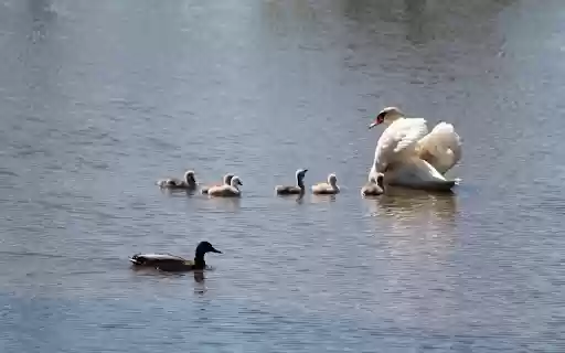 Small flock of swans  from Chrome web store to be run with OffiDocs Chromium online