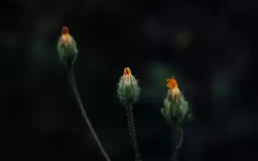 Small flower buds  from Chrome web store to be run with OffiDocs Chromium online