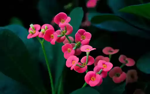 Small flowers  from Chrome web store to be run with OffiDocs Chromium online