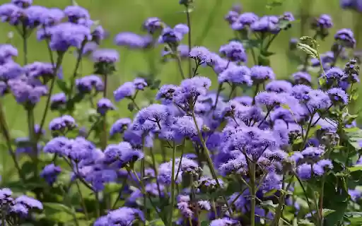 Small fragrant green flowers  from Chrome web store to be run with OffiDocs Chromium online