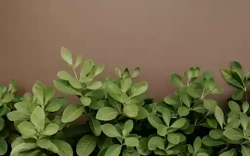 سيتم تشغيل Small Green Tree من متجر Chrome على الويب باستخدام OffiDocs Chromium عبر الإنترنت