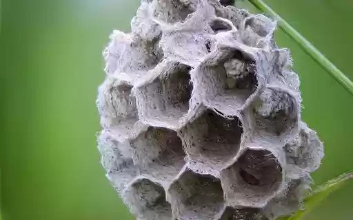 Small honeycomb and young pupa from Chrome web store to be run with OffiDocs Chromium online Small honeycomb and young pupa from Chrome web store to be run with OffiDocs Chromium online
