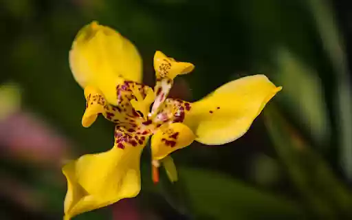 Small Orchid  from Chrome web store to be run with OffiDocs Chromium online