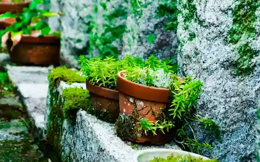 Small pots of green plants  from Chrome web store to be run with OffiDocs Chromium online