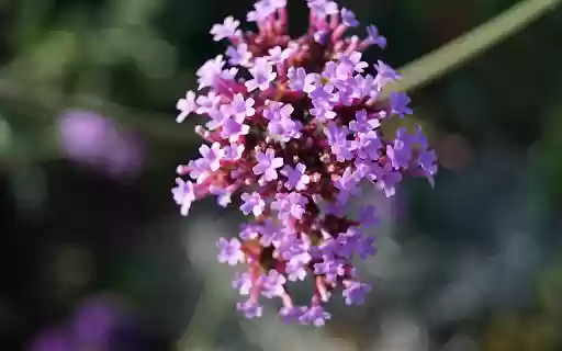 Small purple flower branch  from Chrome web store to be run with OffiDocs Chromium online