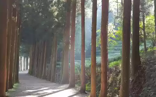 Small road and large trees  from Chrome web store to be run with OffiDocs Chromium online