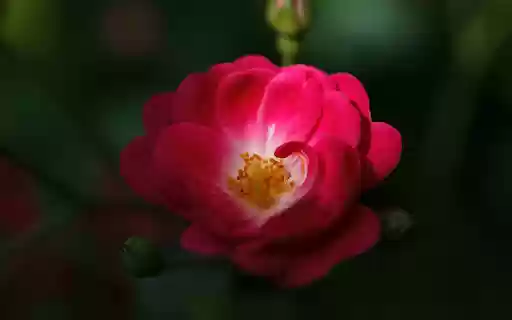 Small Rose Petals  from Chrome web store to be run with OffiDocs Chromium online