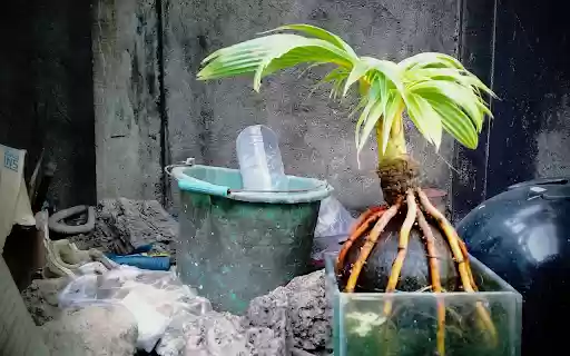 Small tree and roots from Chrome web store to be run with OffiDocs Chromium online Small tree and roots from Chrome web store to be run with OffiDocs Chromium online