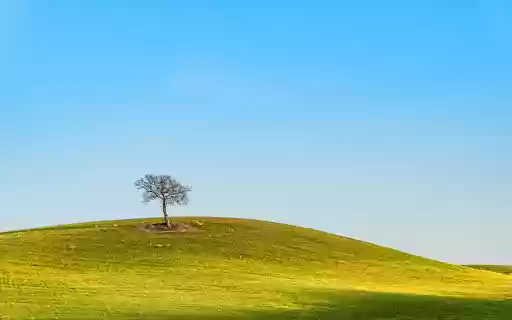 Small Tree on Grassy Hill  from Chrome web store to be run with OffiDocs Chromium online
