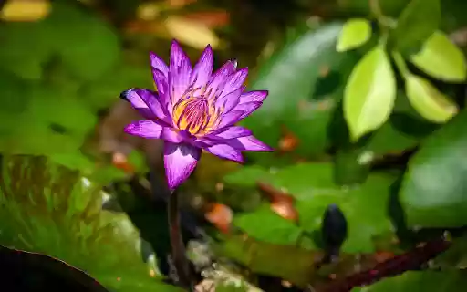 Small Water Lily  from Chrome web store to be run with OffiDocs Chromium online