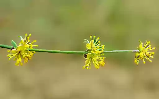 Small yellow flower branch from Chrome web store to be run with OffiDocs Chromium online Small yellow flower branch from Chrome web store to be run with OffiDocs Chromium online