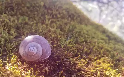 Snail crawling on moss in the sun from Chrome web store to be run with OffiDocs Chromium online Snail crawling on moss in the sun from Chrome web store to be run with OffiDocs Chromium online