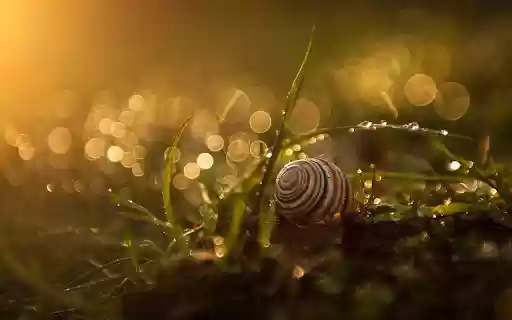 Snail crawling on the grass from Chrome web store to be run with OffiDocs Chromium online Snail crawling on the grass from Chrome web store to be run with OffiDocs Chromium online