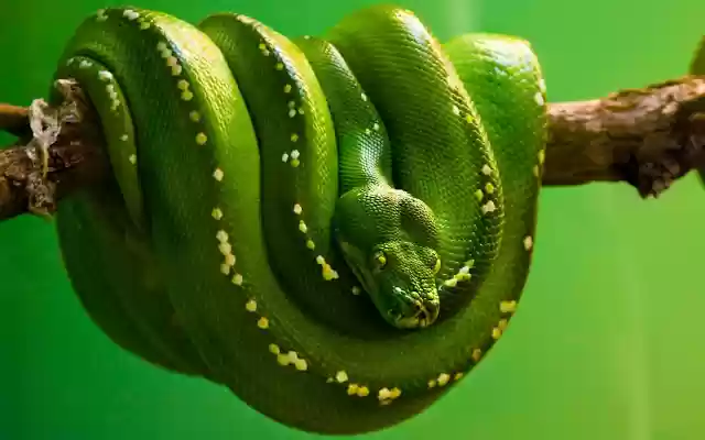 Motyw SNAKE ze sklepu internetowego Chrome do uruchomienia w trybie online za pomocą OffiDocs Chromium