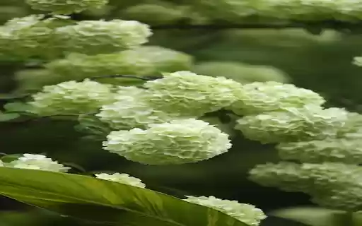 Snow Hydrangea Wallpaper  from Chrome web store to be run with OffiDocs Chromium online