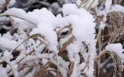 Snow on dry grass  from Chrome web store to be run with OffiDocs Chromium online