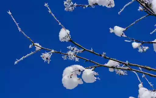 Snow sold on tree branches  from Chrome web store to be run with OffiDocs Chromium online