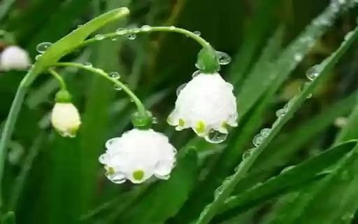 snow tree wallpaper  from Chrome web store to be run with OffiDocs Chromium online