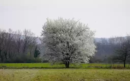 Snow white flower tree  from Chrome web store to be run with OffiDocs Chromium online