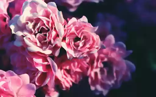 Soft Pink Roses Theme  from Chrome web store to be run with OffiDocs Chromium online
