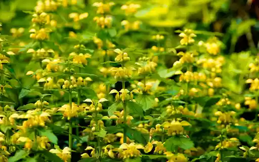 Soft stemmed Flowering Plants from Chrome web store to be run with OffiDocs Chromium online Soft stemmed Flowering Plants from Chrome web store to be run with OffiDocs Chromium online