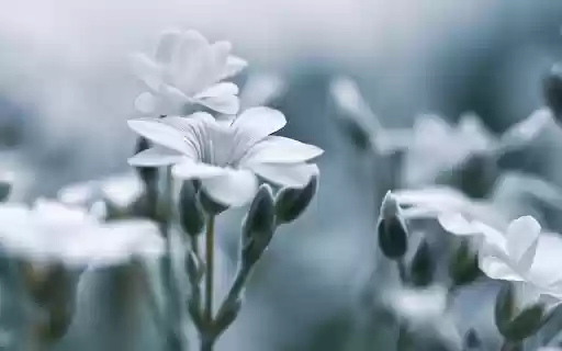 Soft White Blossoms from Chrome web store to be run with OffiDocs Chromium online Soft White Blossoms from Chrome web store to be run with OffiDocs Chromium online