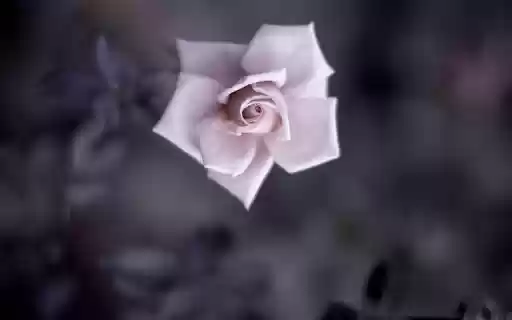 Solitary Beauty  from Chrome web store to be run with OffiDocs Chromium online