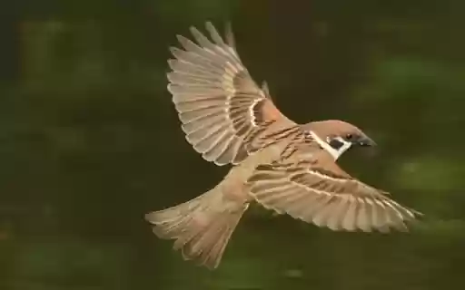 sparrow wallpaper  from Chrome web store to be run with OffiDocs Chromium online