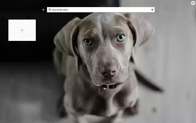 Speed Dial Dogs from Chrome web store to be run with OffiDocs Chromium online Speed Dial Dogs from Chrome web store to be run with OffiDocs Chromium online